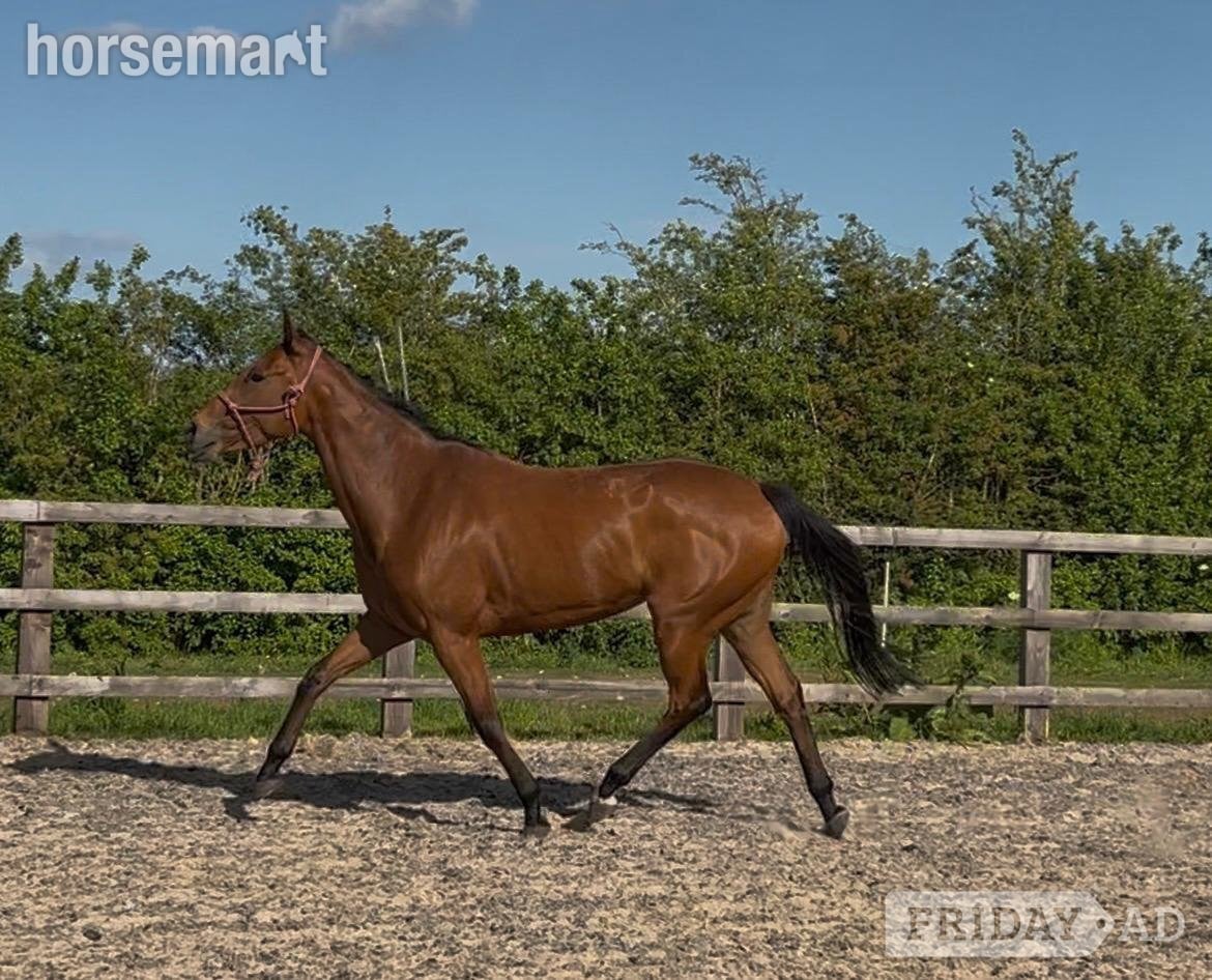 Goole "Daisy " Bay Mare Project Horse