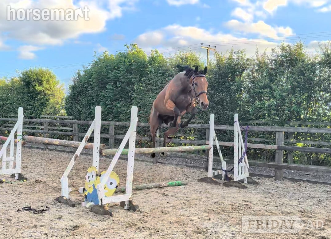"Daisy " Bay Mare Project Horse in Goole