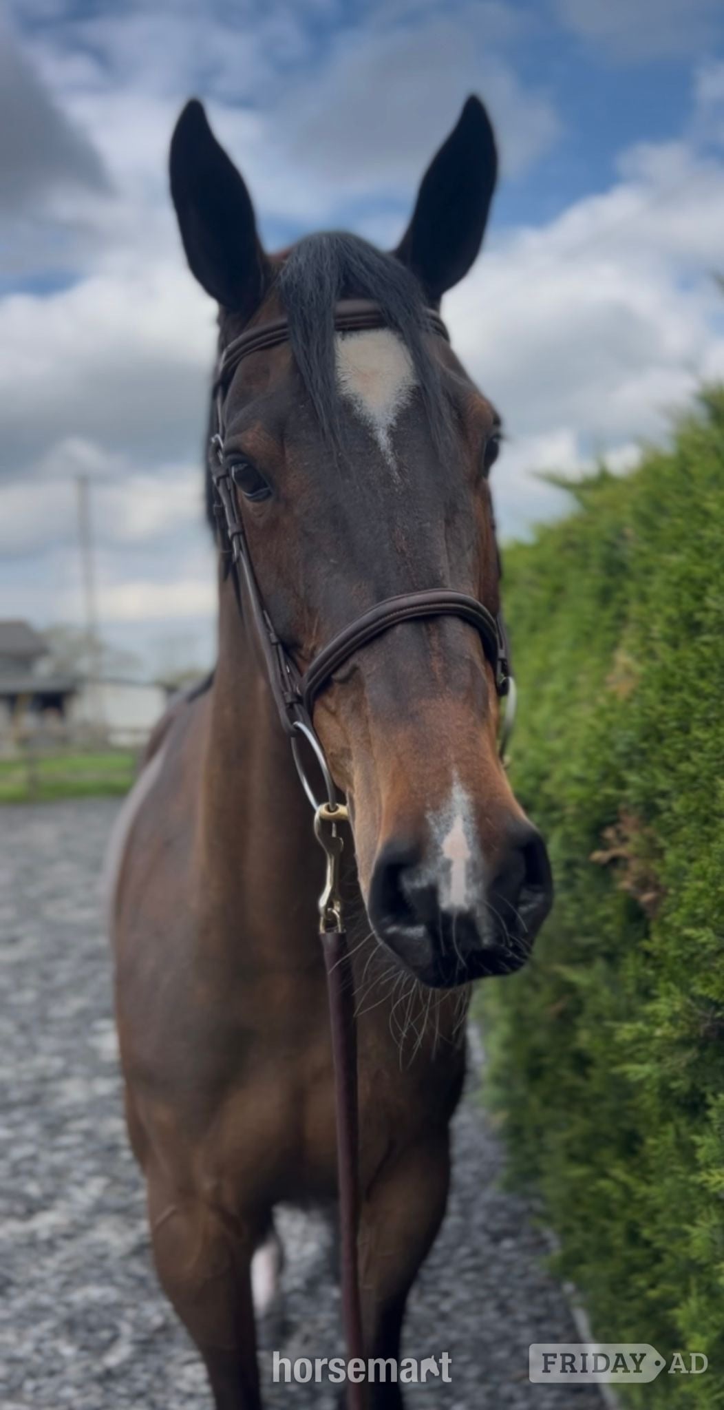 "Van De Bijou" Bay Mare Show Jumper