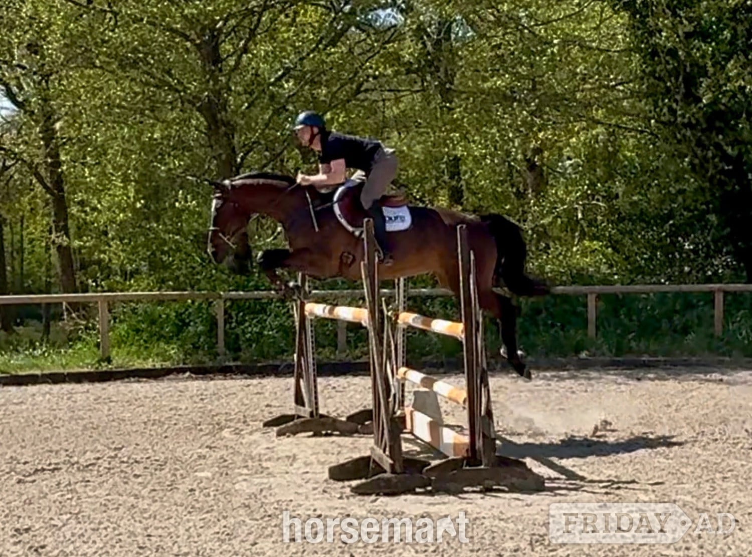 Horsham "Van De Bijou" Bay Mare Show Jumper