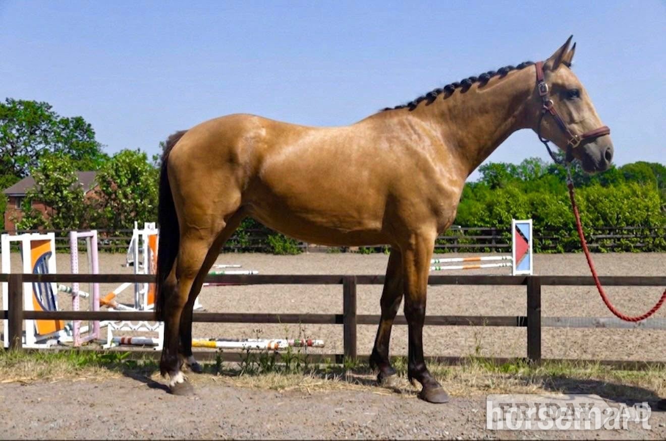 "My Girl Gucci BX" Buckskin Mare All Rounder in Malpas