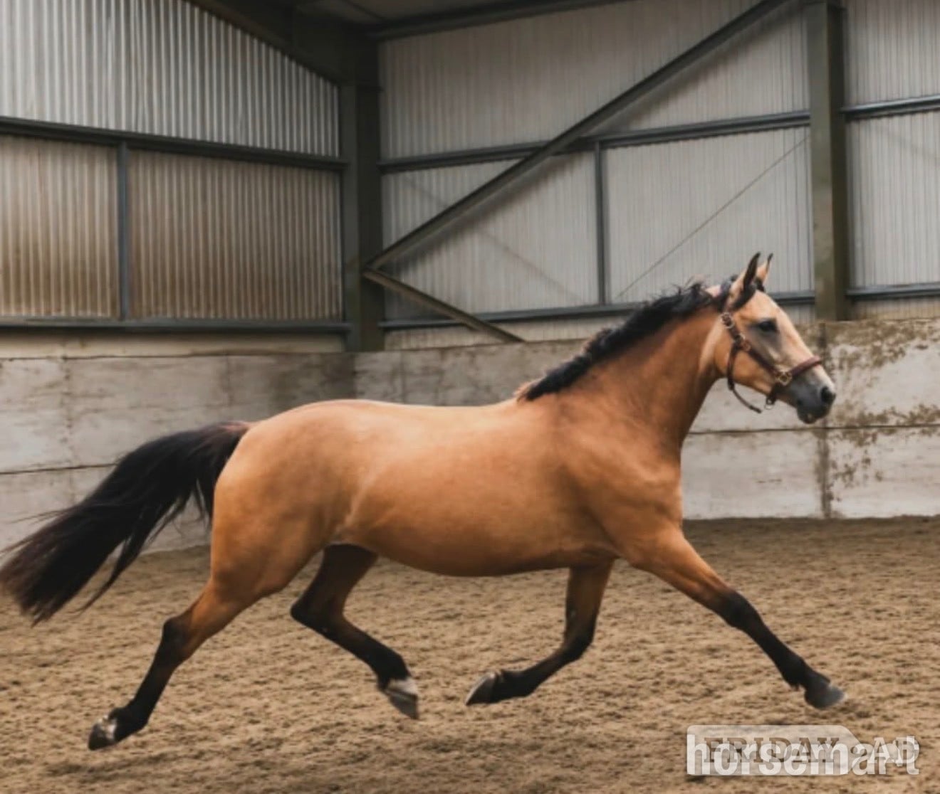 "My Girl Gucci BX" Buckskin Mare All Rounder