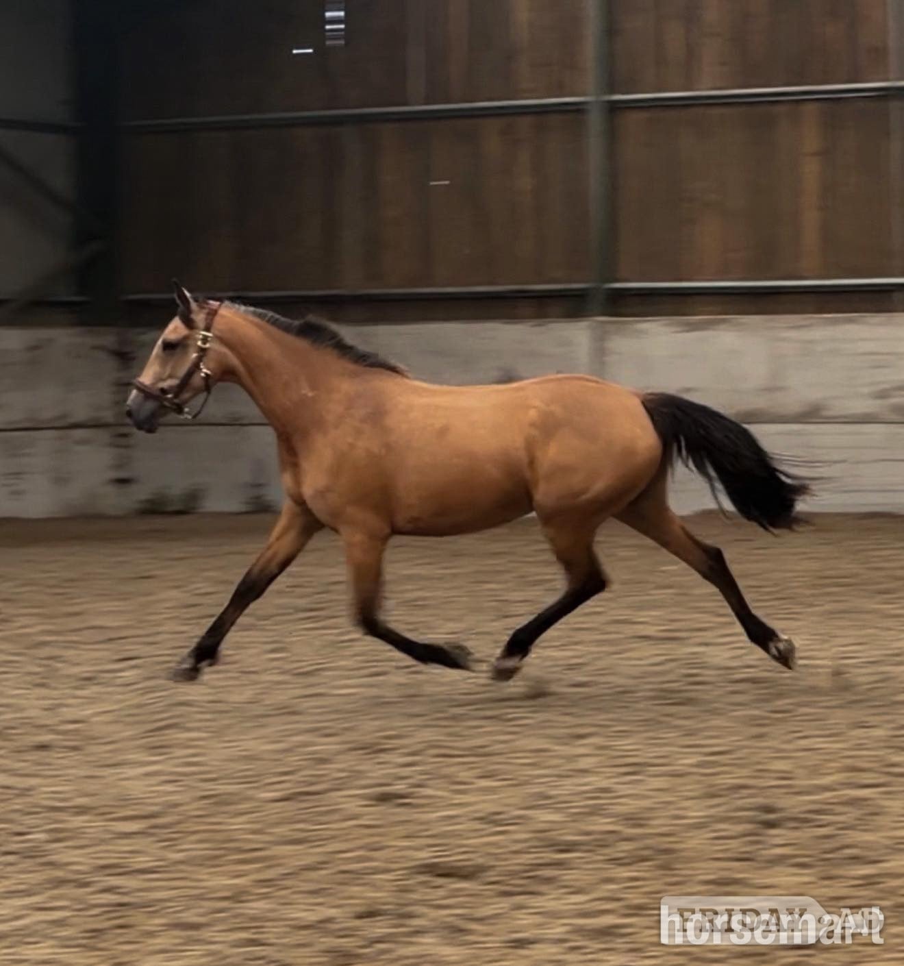 Malpas "My Girl Gucci BX" Buckskin Mare All Rounder