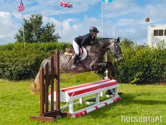 "Violet: athletic, willing, super honest sporthorse" Iron Grey Mare All Rounder
