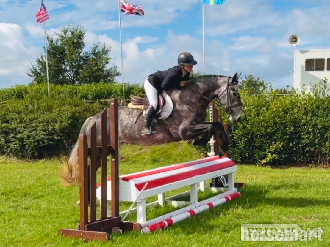 "Violet: athletic, willing, super honest sporthorse" Iron Grey Mare All Rounder in Raheen