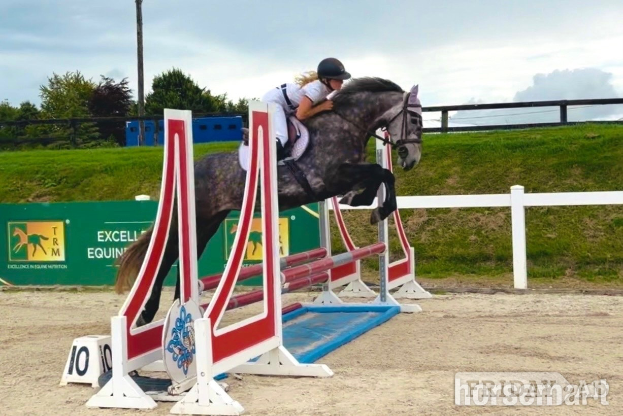 "Violet: athletic, willing, super honest sporthorse" Iron Grey Mare All Rounder
