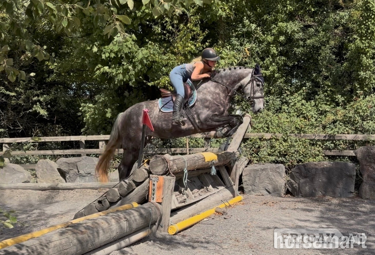Raheen "Violet: athletic, willing, super honest sporthorse" Iron Grey Mare All Rounder