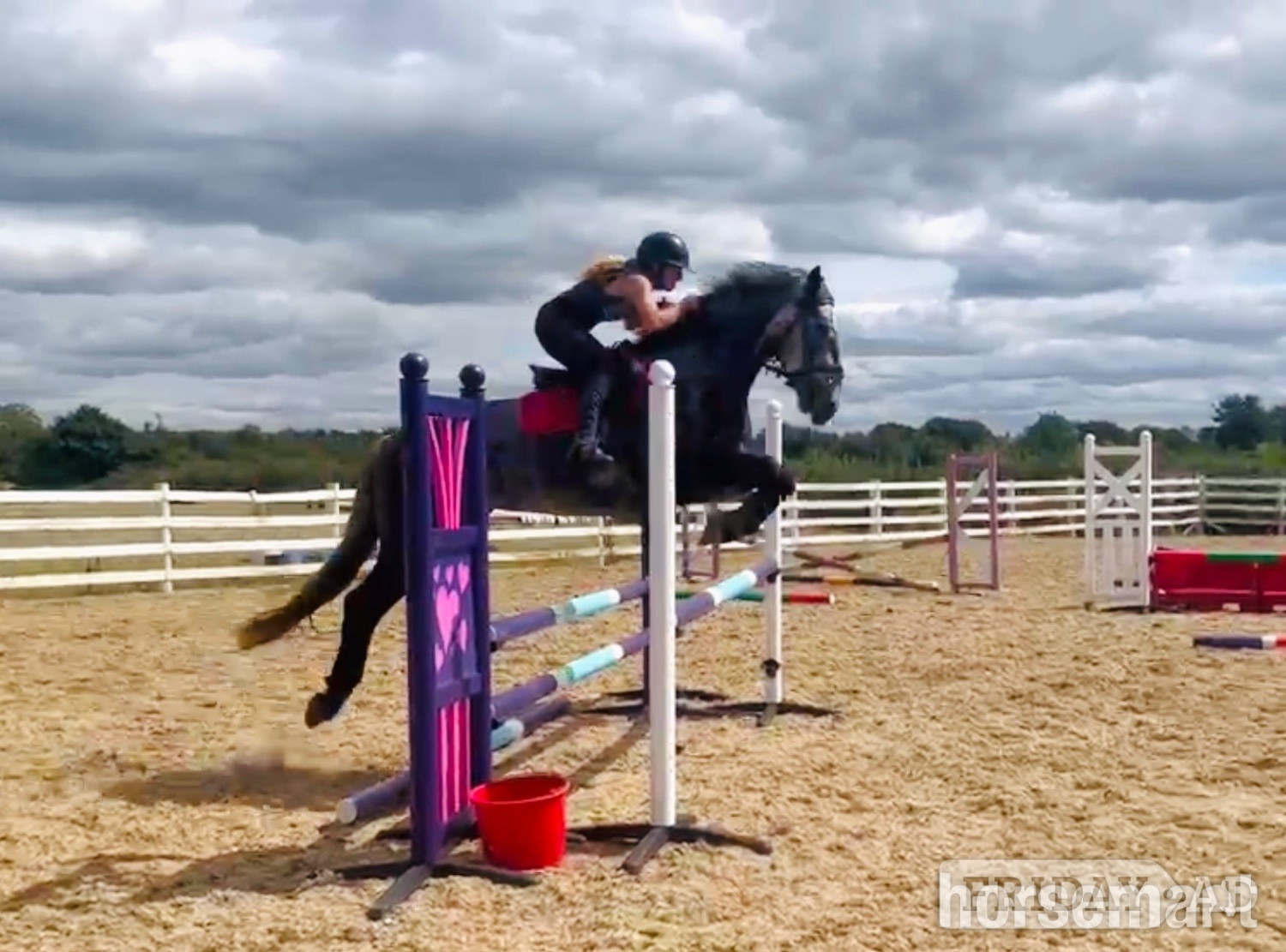 "Violet: athletic, willing, super honest sporthorse" Iron Grey Mare All Rounder - Horses in Raheen