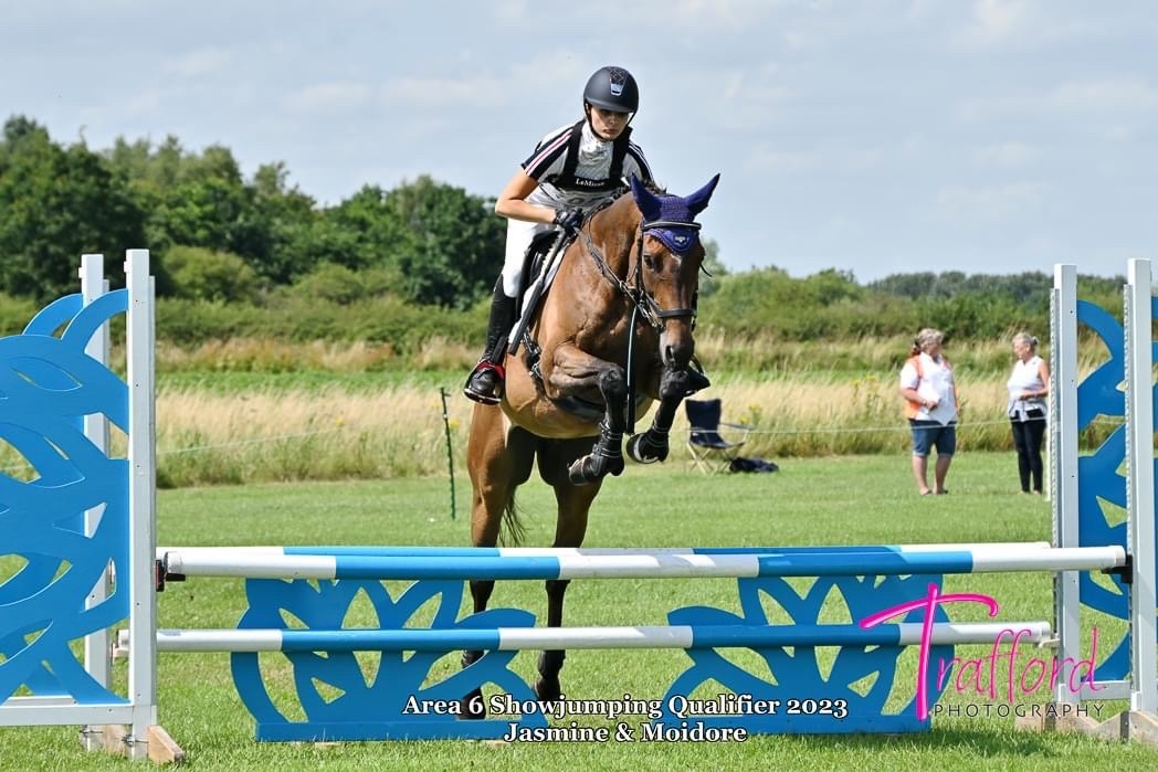 "Moidore" Bay Gelding Ex Racehorse