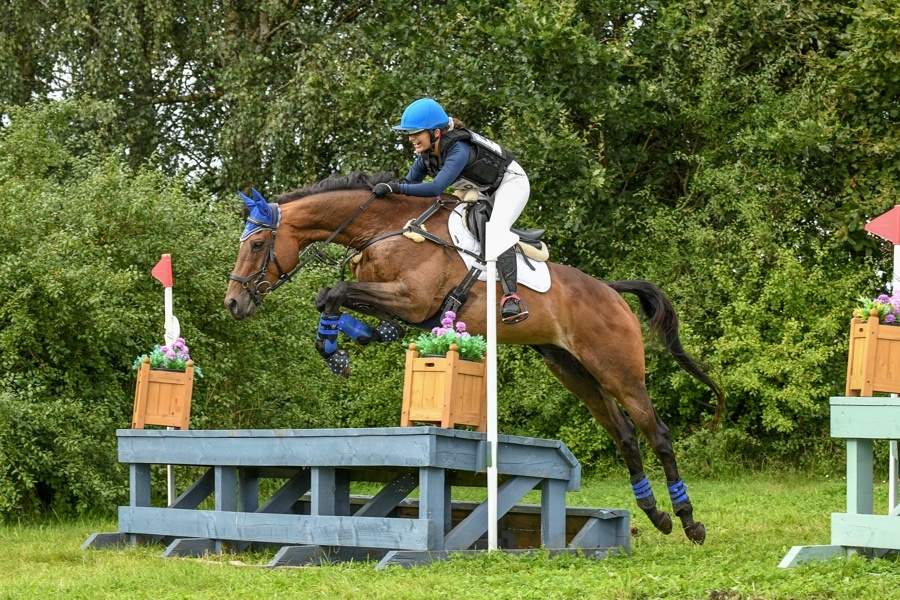 Cromwell "Moidore" Bay Gelding Ex Racehorse