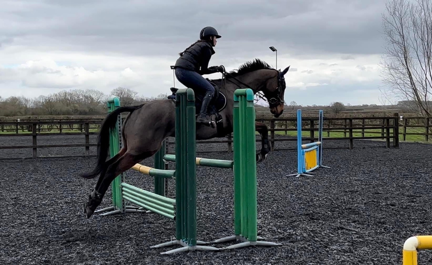 "Moidore" Bay Gelding Ex Racehorse - Horses in Cromwell