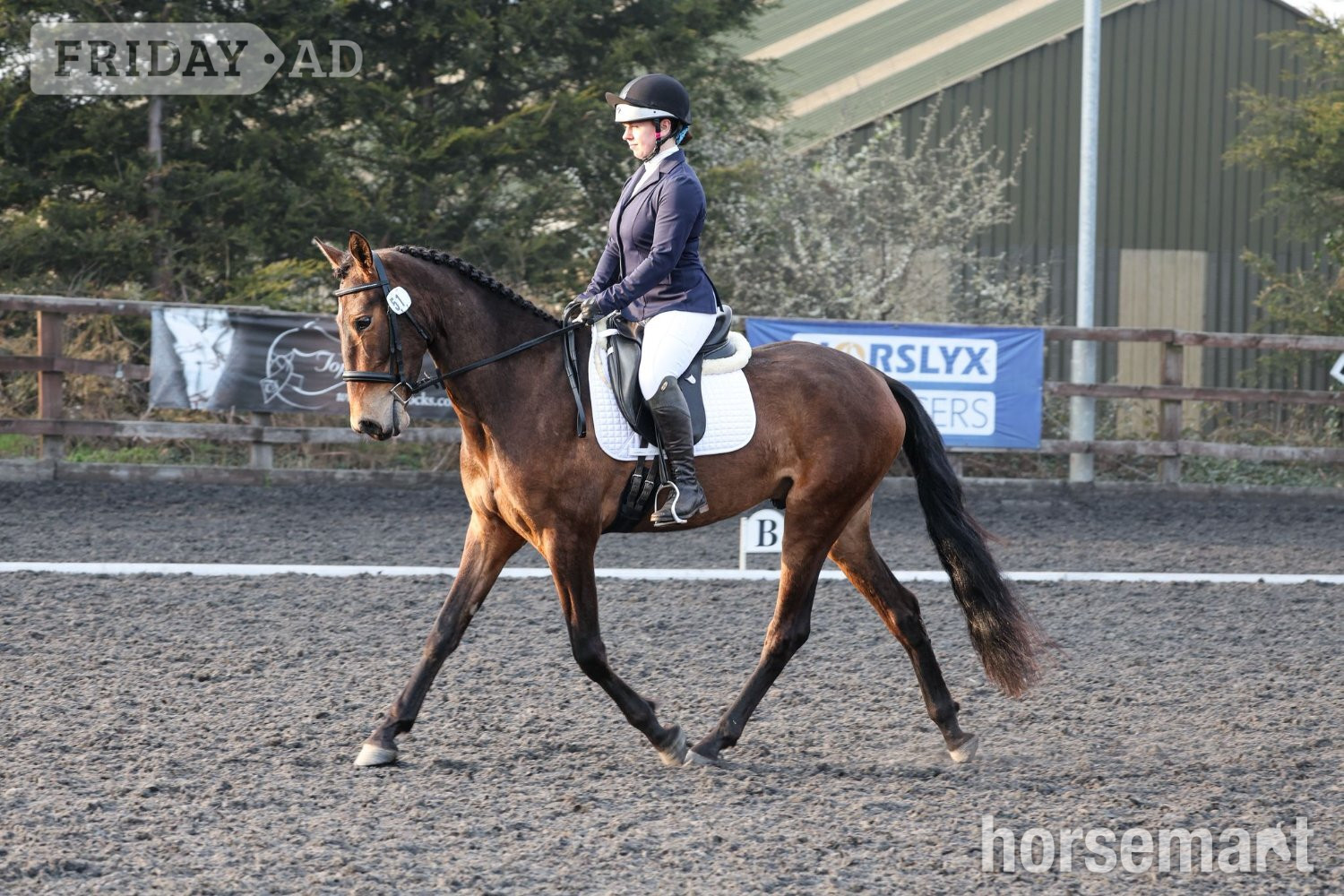 Nether Wasdale "Estupendo" Bay Gelding Dressage Horse