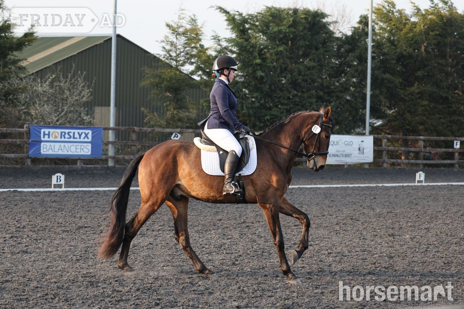"Estupendo" Bay Gelding Dressage Horse - Horses