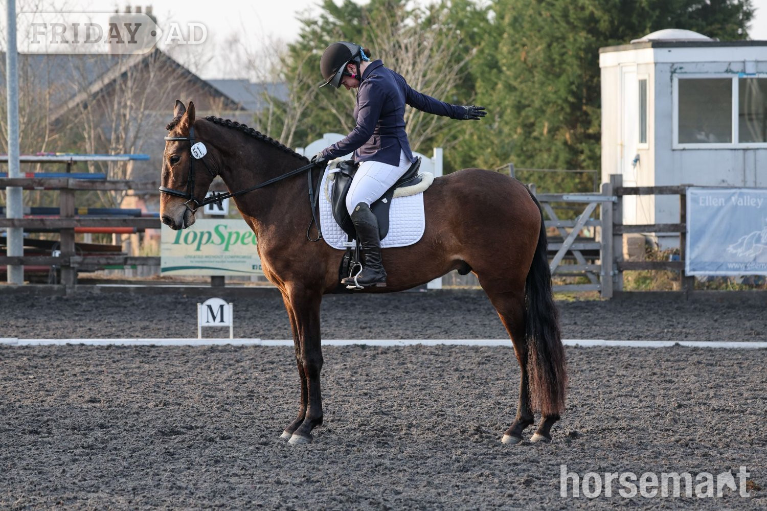 "Estupendo" Bay Gelding Dressage Horse