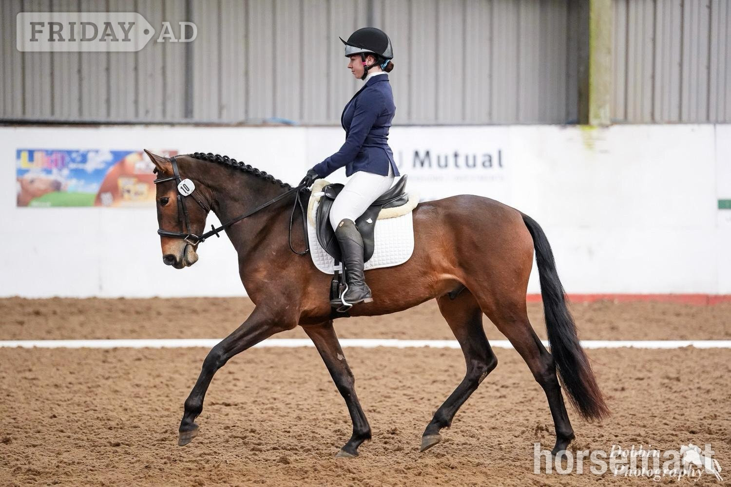 "Estupendo" Bay Gelding Dressage Horse in Nether Wasdale