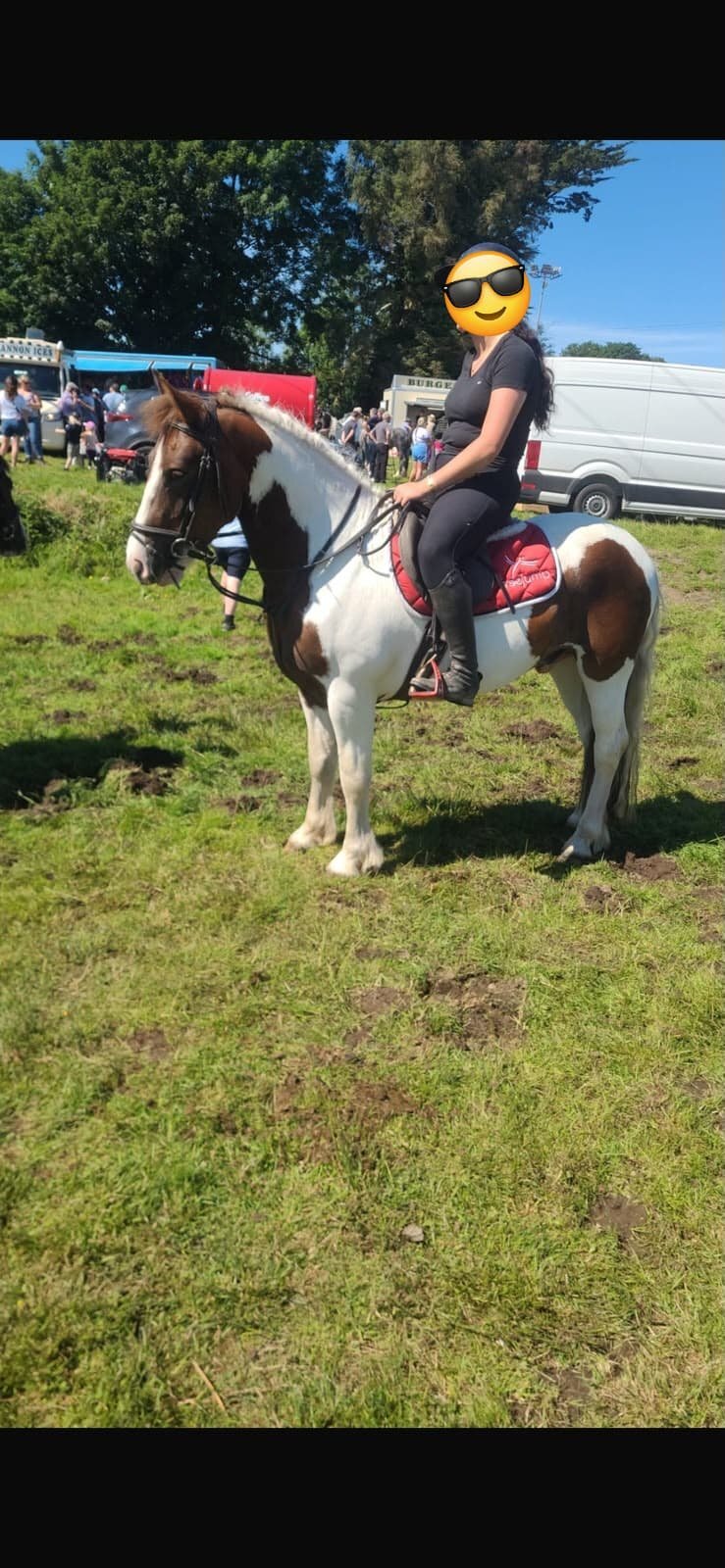 "Wheres gerry" Skewbald Gelding All Rounder
