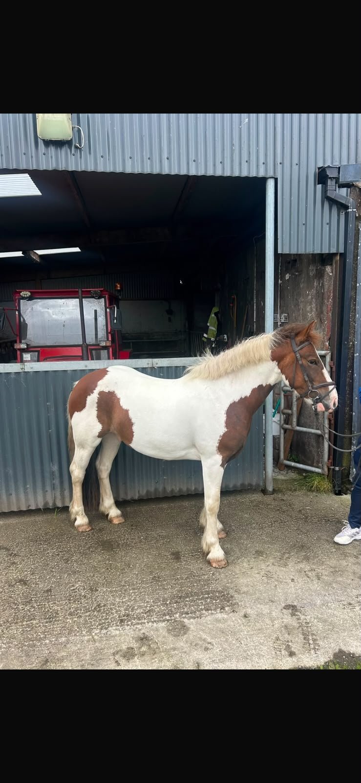 Doonbeg "Wheres gerry" Skewbald Gelding All Rounder