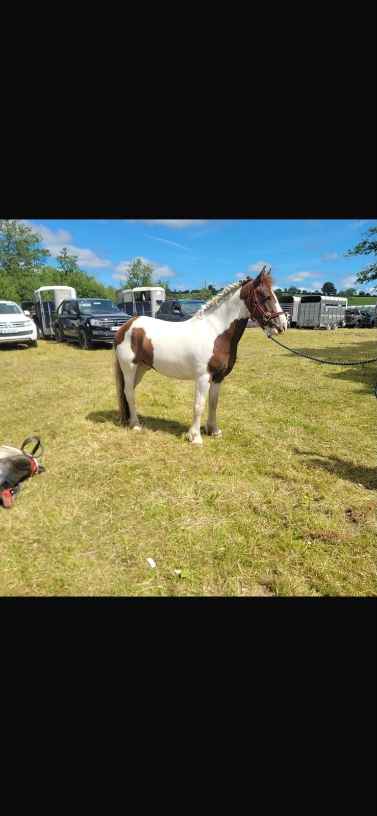 "Wheres gerry" Skewbald Gelding All Rounder - Horses in Doonbeg