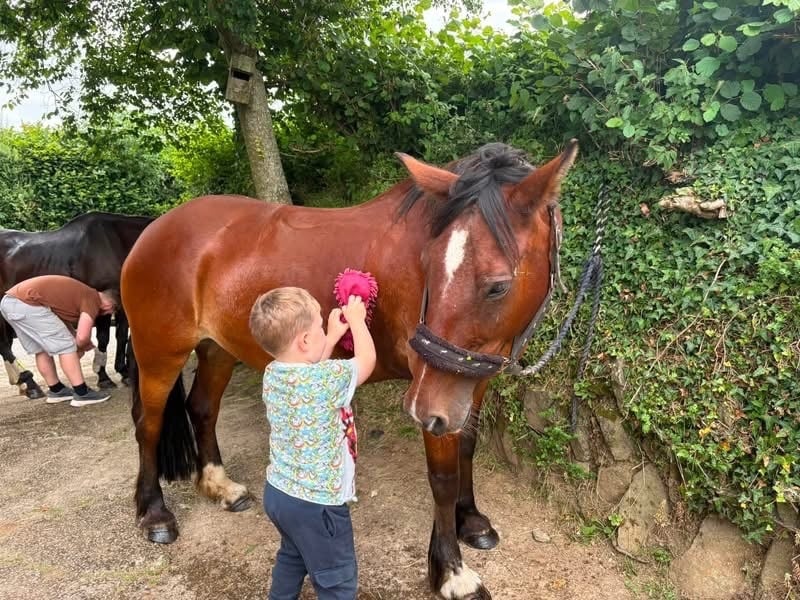 Callington "Autumn " Bay Mare Happy Hacker