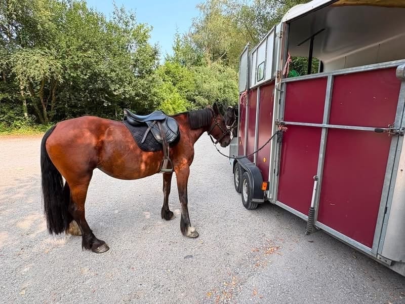 "Autumn " Bay Mare Happy Hacker - Horses in Callington