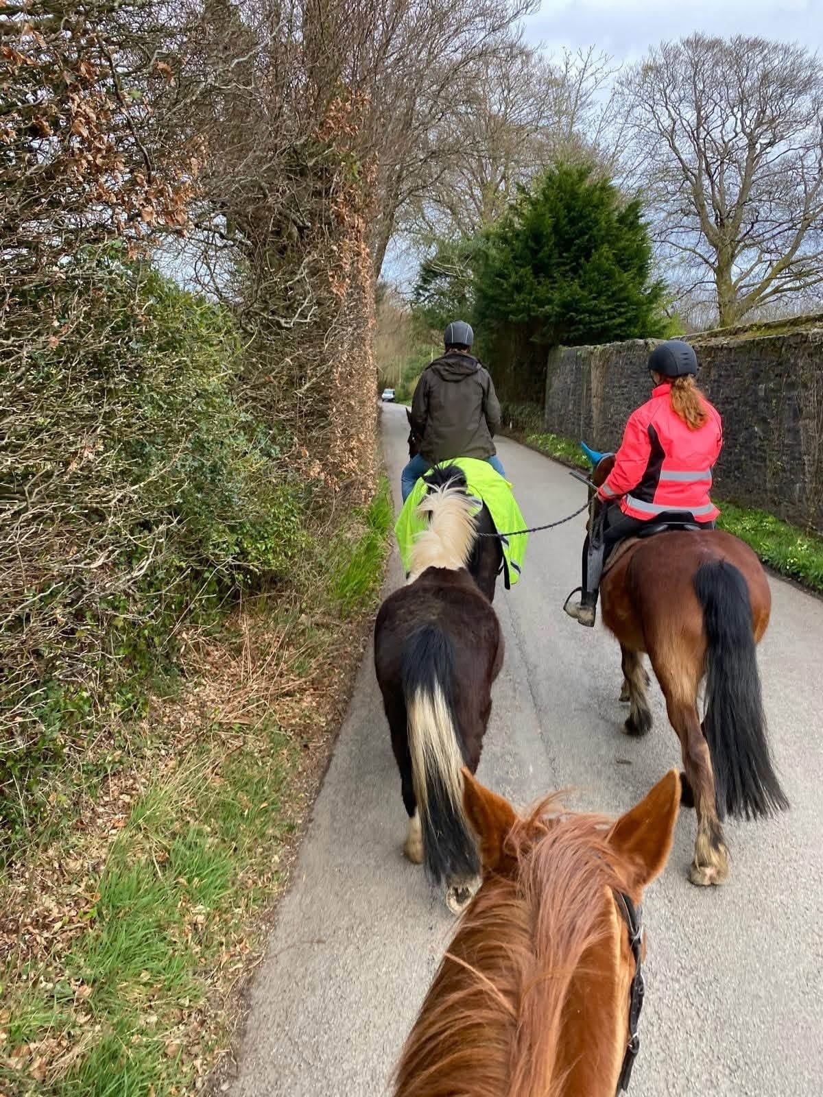 "Autumn " Bay Mare Happy Hacker - Horses