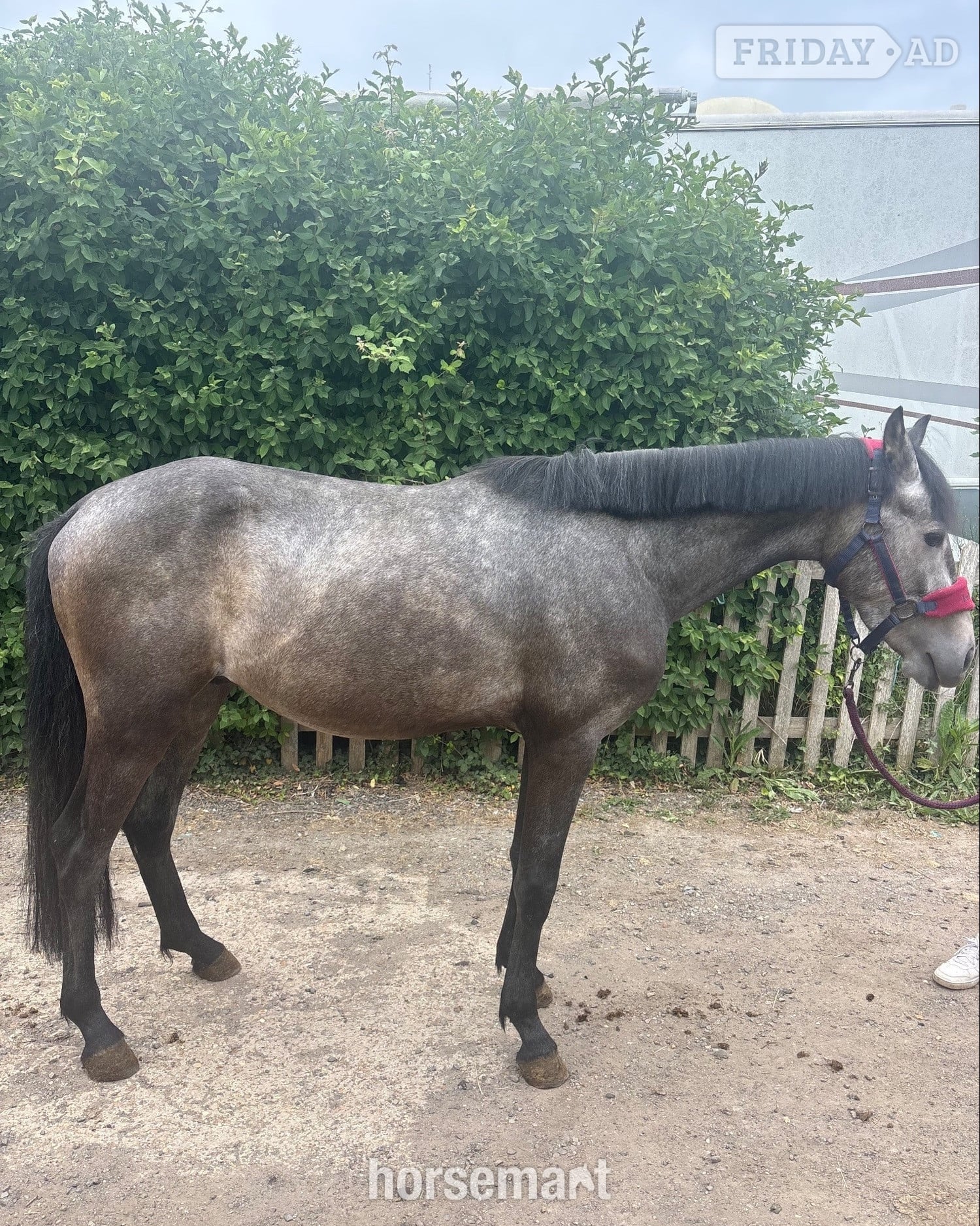 Wineham "Beam me up scotty" Grey Colt Youngstock / Foal