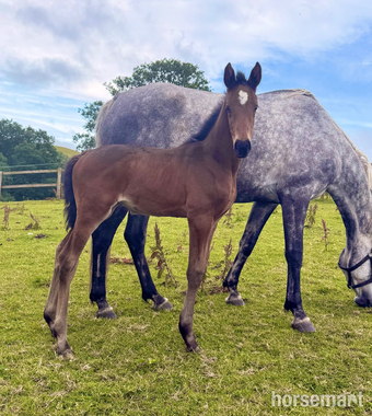 "Willow " Bay Filly Youngstock / Foal