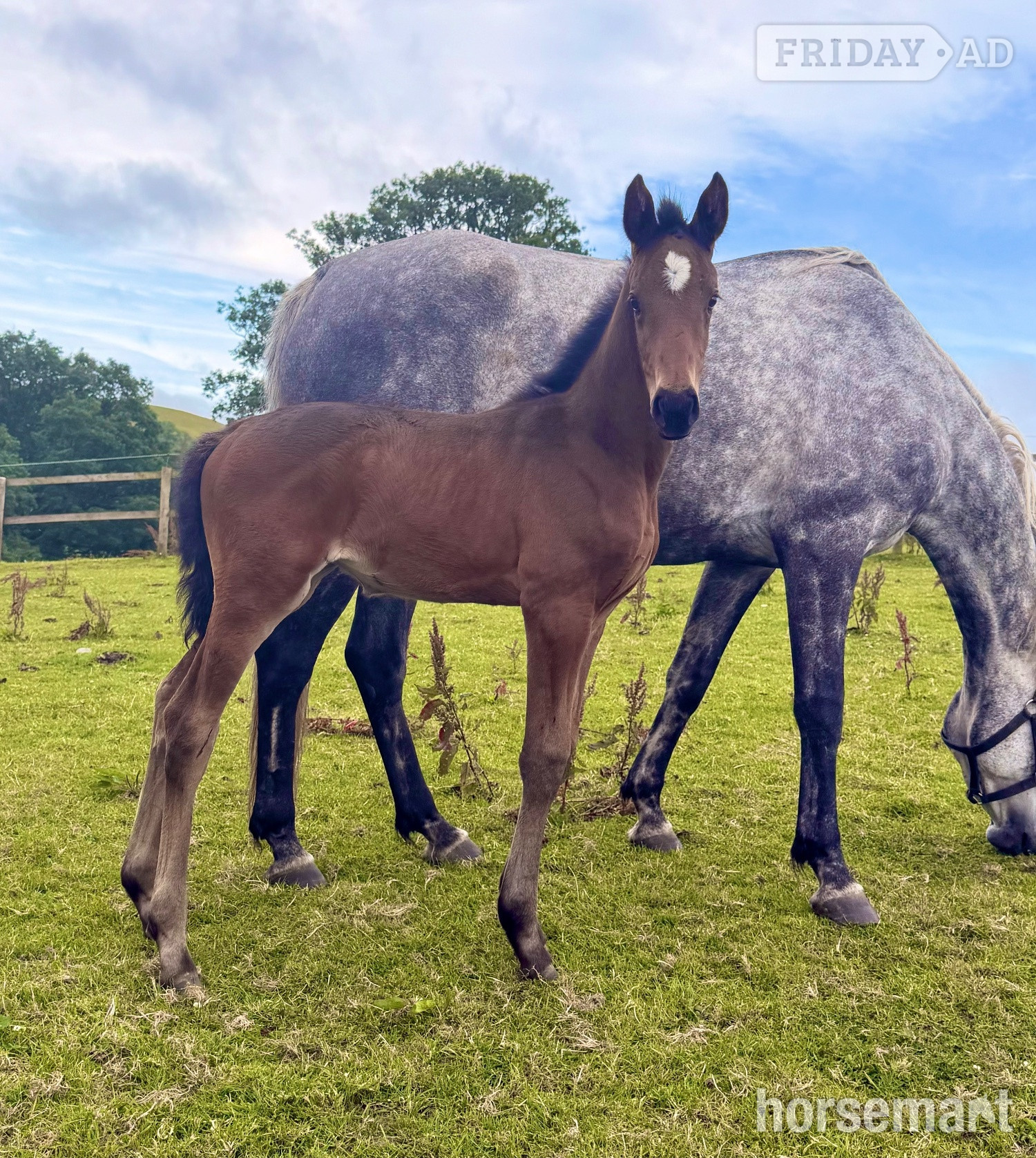 "Willow " Bay Filly Youngstock / Foal in Carno