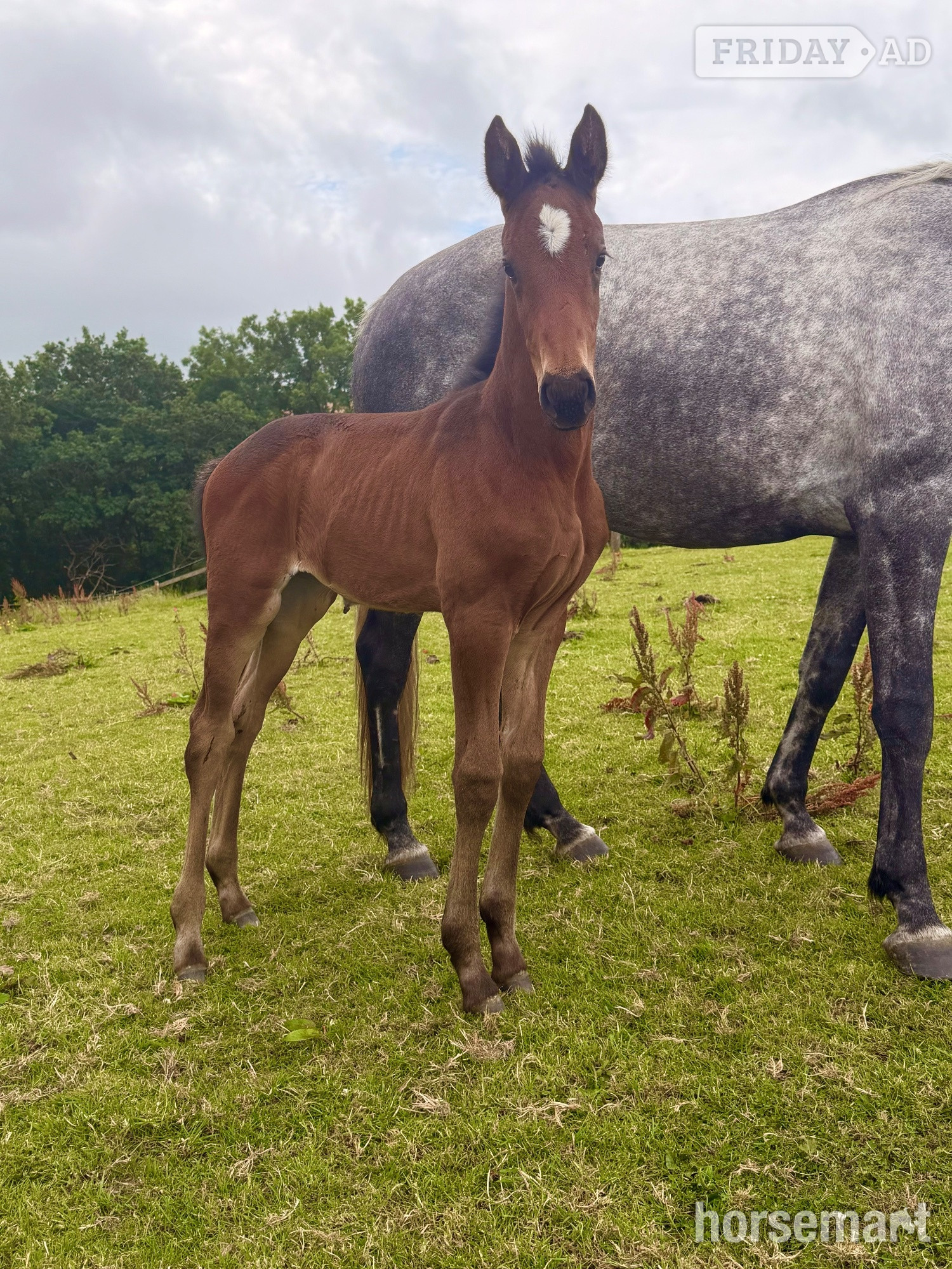 "Willow " Bay Filly Youngstock / Foal