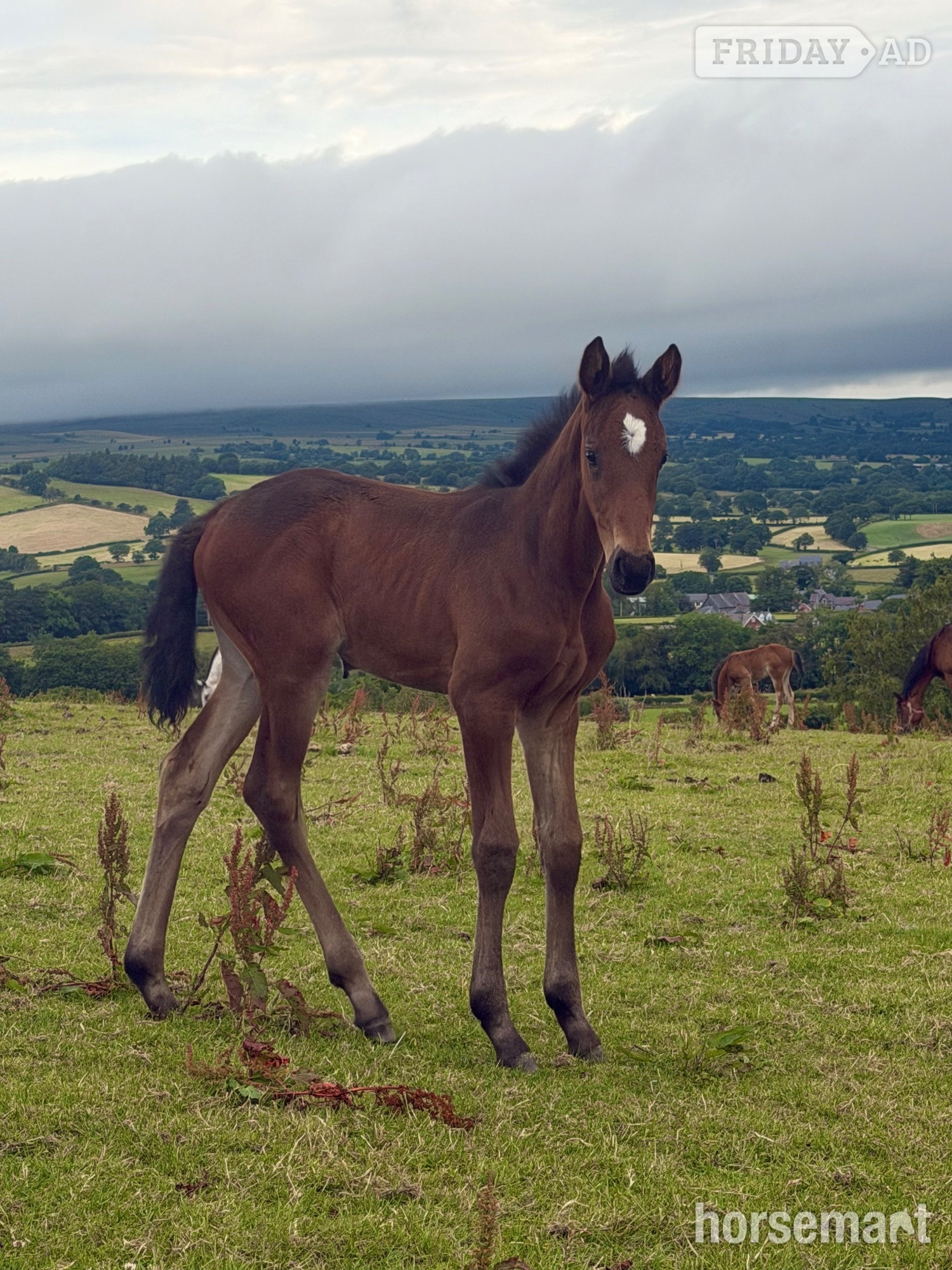 Carno "Willow " Bay Filly Youngstock / Foal