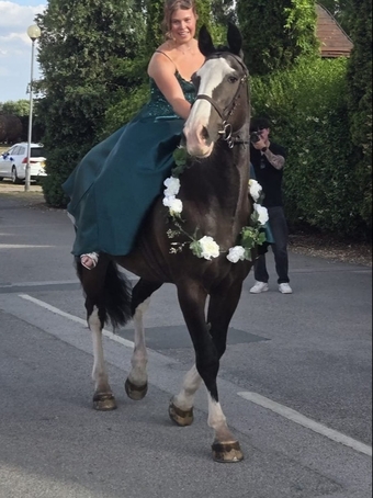 "Bryan" Dark Bay Gelding All Rounder