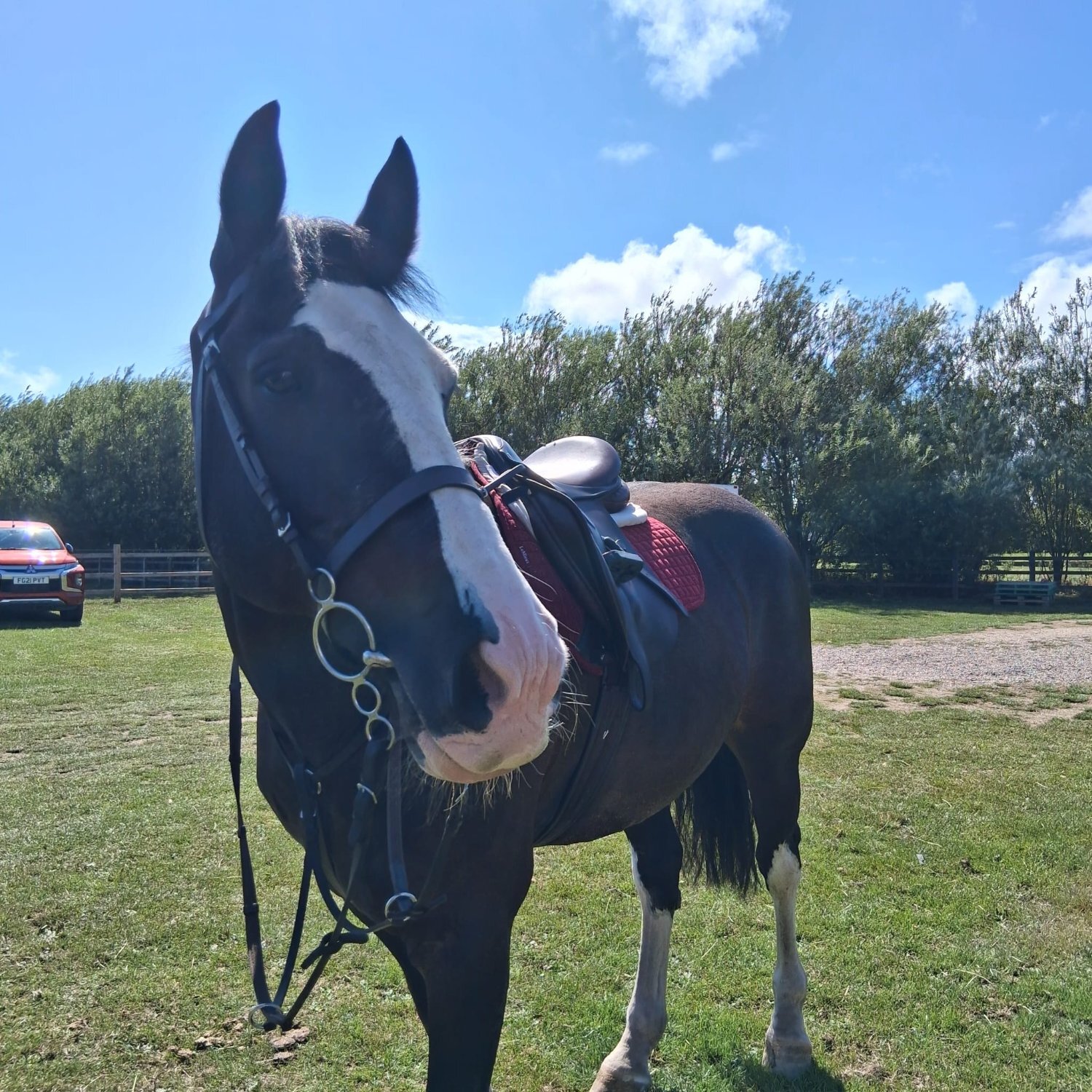 "Bryan" Dark Bay Gelding All Rounder