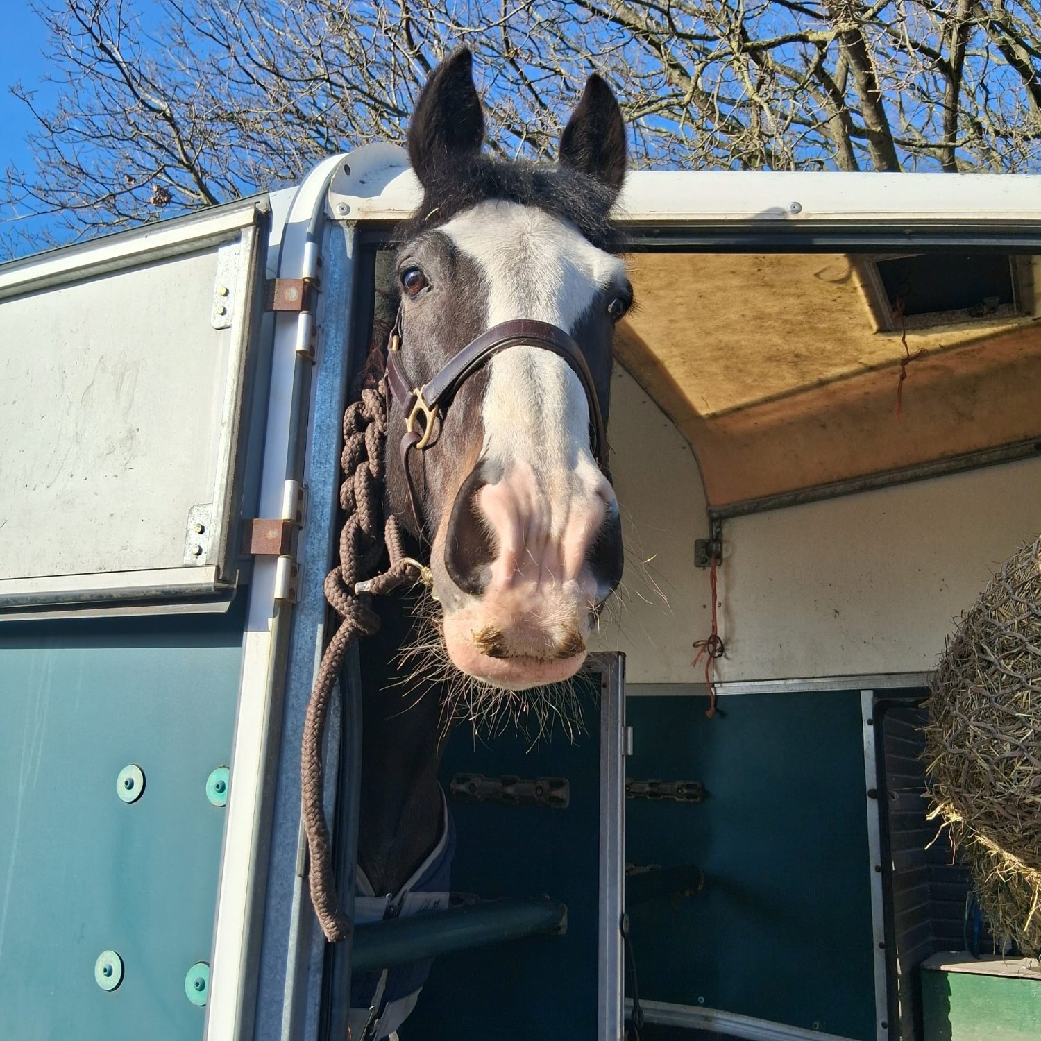 Newark-on-Trent "Bryan" Dark Bay Gelding All Rounder