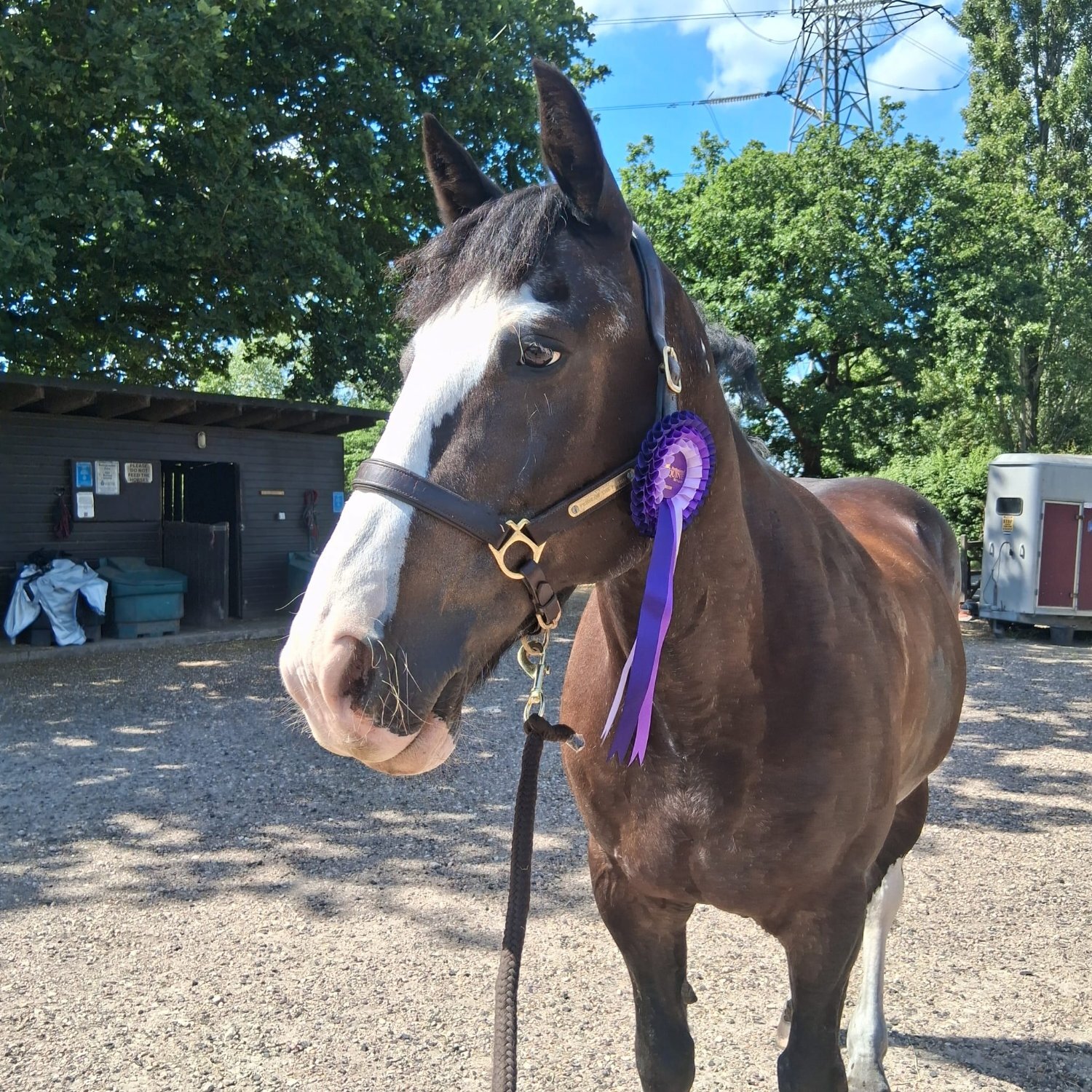 "Bryan" Dark Bay Gelding All Rounder - Horses in Newark-on-Trent