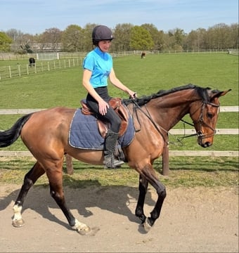 "Tommy " Bay Gelding All Rounder