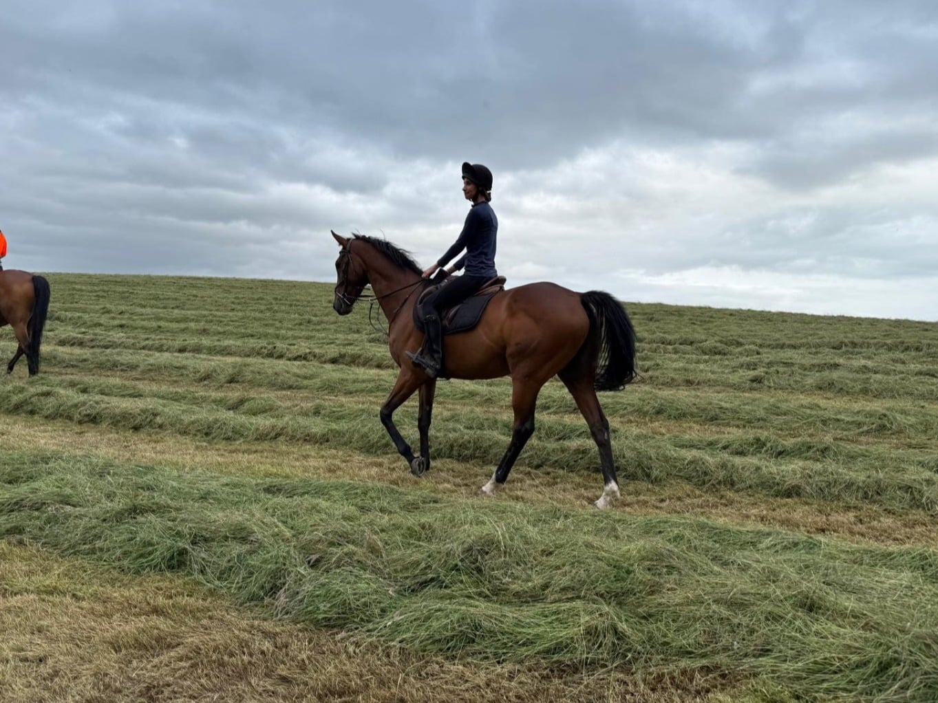 "Tommy " Bay Gelding All Rounder