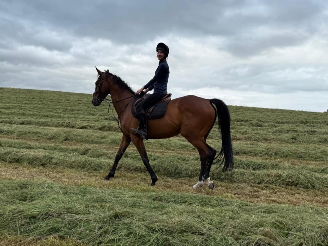 Wigan "Tommy " Bay Gelding All Rounder