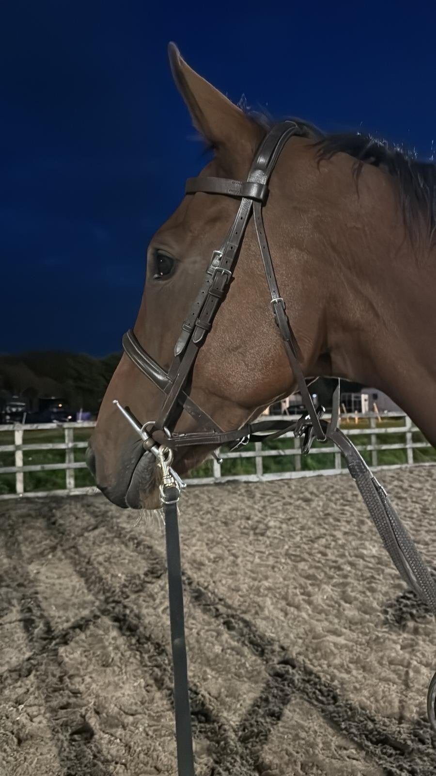 "Tommy " Bay Gelding All Rounder - Horses in Wigan