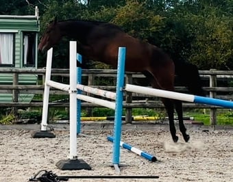 "Damien" Bay Gelding Youngstock / Foal