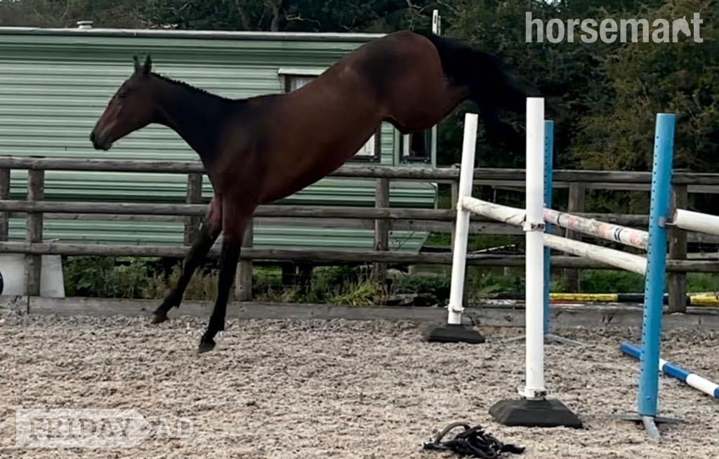 "Damien" Bay Gelding Youngstock / Foal