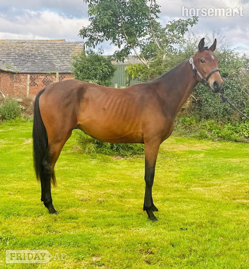 "Damien" Bay Gelding Youngstock / Foal - Horses in Ellesmere