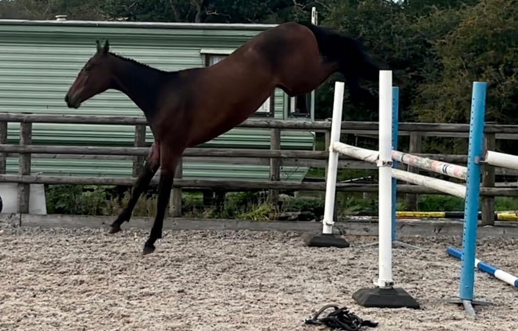 "Damien" Bay Gelding Youngstock / Foal