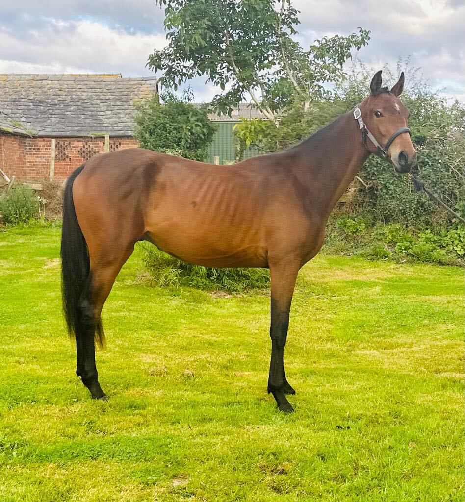 "Damien" Bay Gelding Youngstock / Foal - Horses in Ellesmere