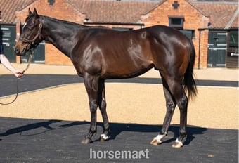 "Ryan" Dark Bay Stallion Project Horse