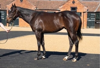 "Ryan" Dark Bay Stallion Project Horse