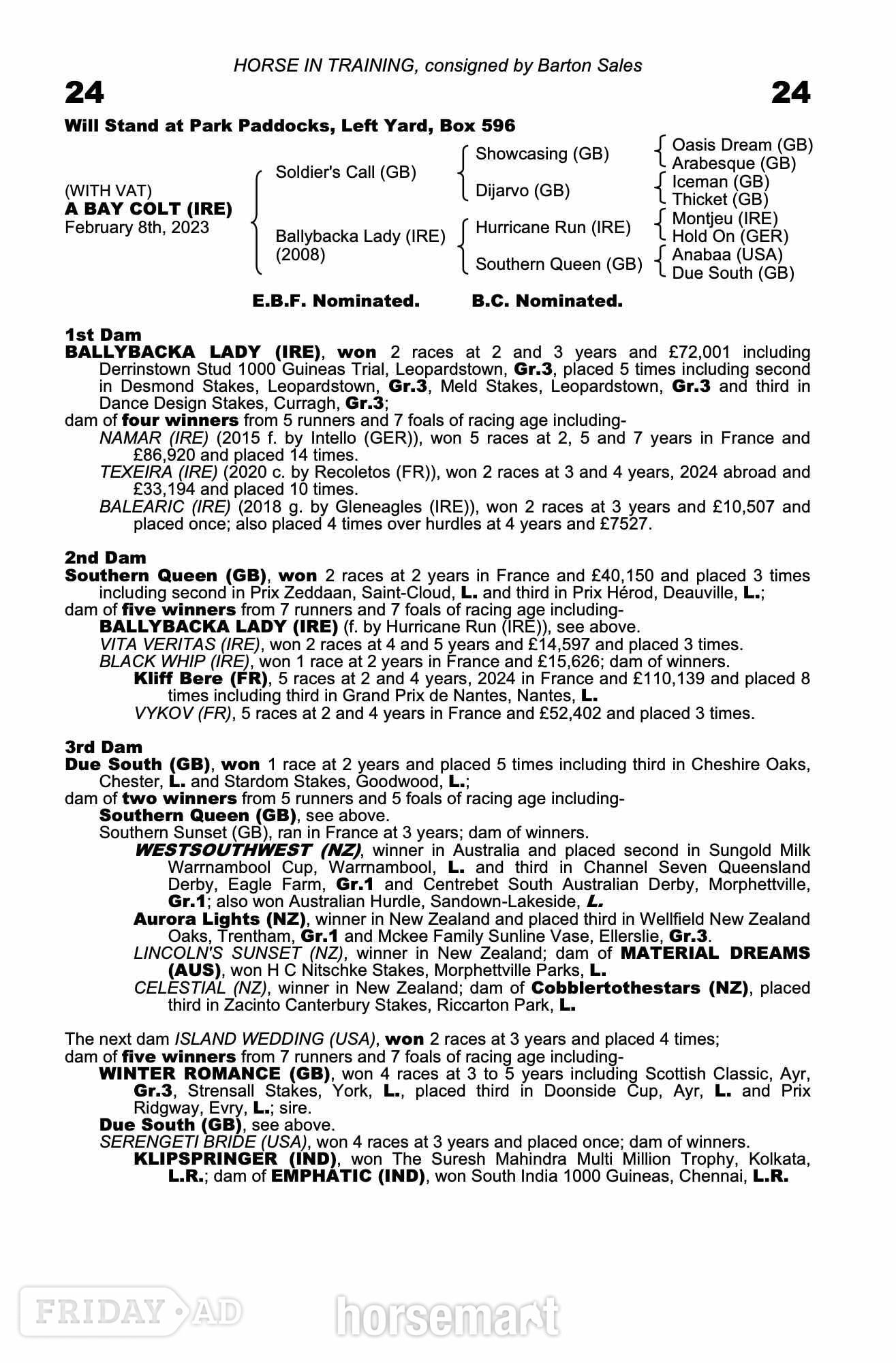 Goole "Ryan" Dark Bay Stallion Project Horse