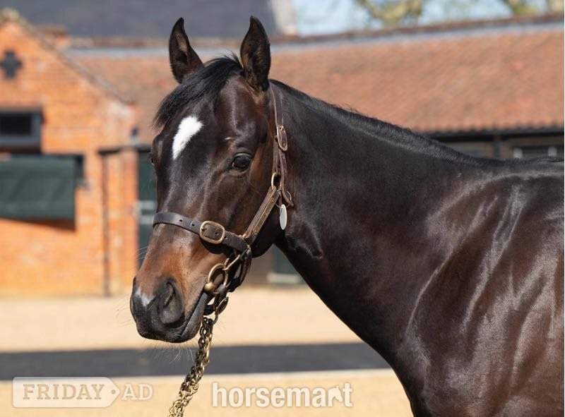 "Ryan" Dark Bay Stallion Project Horse - Horses in Goole