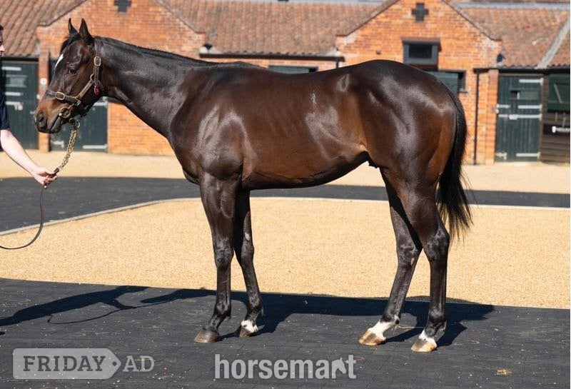 "Ryan" Dark Bay Stallion Project Horse in Goole