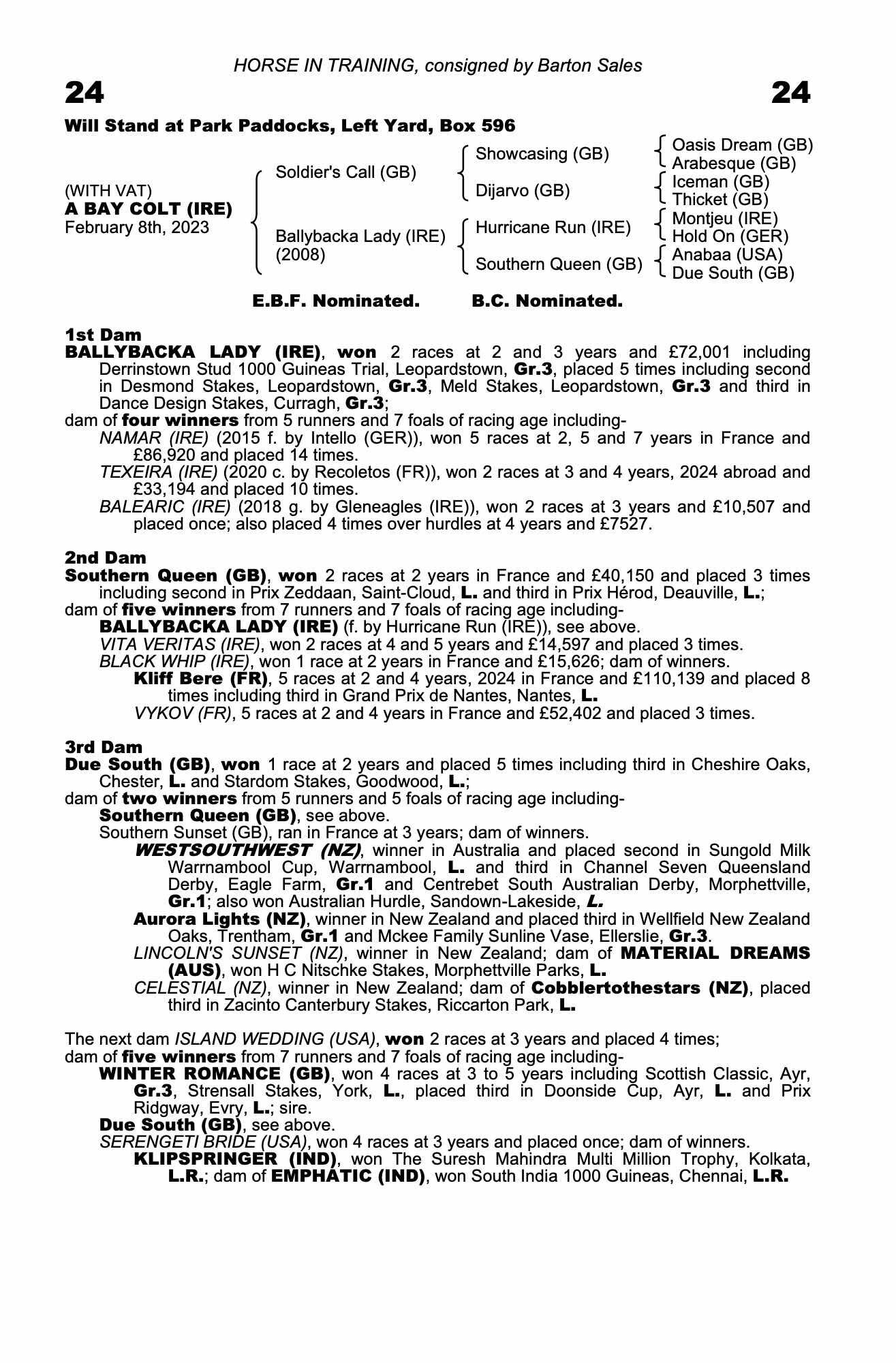 Goole "Ryan" Dark Bay Stallion Project Horse