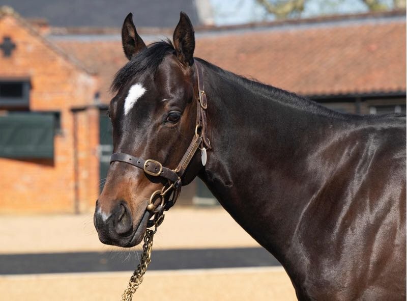 "Ryan" Dark Bay Stallion Project Horse - Horses in Goole
